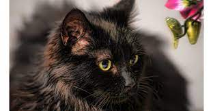Check spelling or type a new query. Chantilly Cat A Cautionary Cat Breed Tale