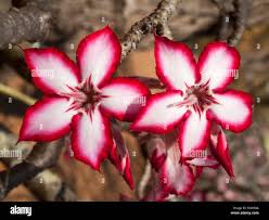 Image result for Adenium multiflorum