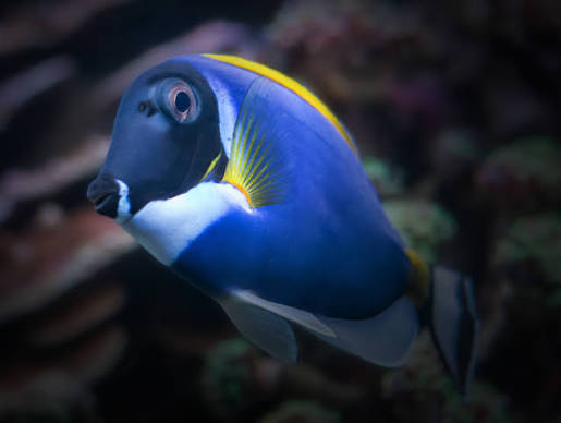 Powder Blue Tang | Online Learning Center | Aquarium of the Pacific