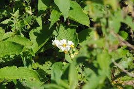 Image result for Solanum sp. A