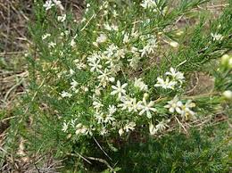 Image result for Asparagus krebsianus