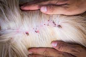 The Tick Risk 5 Diseases Your Pet Can Catch From Ticks Vet In Pataskala Animal Hospital Of Pataskala