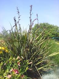 Image result for Phormiaceae