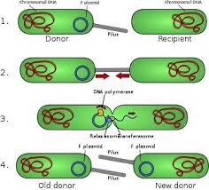 Bacterial Conjugation Wikipedia Microbiology Dna Activities Biology Resources