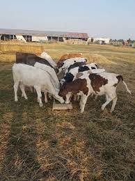 Explorează 25 anunțuri pentru vand vitei bihor la cele mai bune prețuri. Vand 17 Vitei Si Vitele Rasa Charolaise Baltata Romaneasca Mica Publicitate