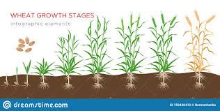 Wheat Growth Stages From Seed To Ripe Plant Infographic