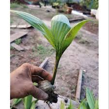 Batang pokok ini dibaluti upih pelepah daun berwarna merah yang mempunyai silara yang. Anak Pokok Pinang Kampung Areca Palm Catechu Betelnut Palma Sirih Pinang Tepak Sirih Buah Biji Benih Seeds Shopee Malaysia