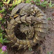 The Armadillo Lizard South African Desert Has An Uncommon Adaptation It Takes Its Tail In Its Mouth And Rolls In Armadillo Lizard Lizard Animals Beautiful