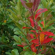 Image result for Combretum mkuzense