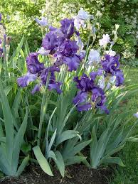 Asking how to alter official papers, screenshots, id cards, licenses, masking signatures and removing watermarks will also result in a permanent ban. Dividing Irises Pennlive Com
