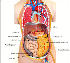 Brief descrip­tion of the function of each of these labeled organs is provided: Activity 5 Examining The Human Torso Model Flashcards Easy Notecards