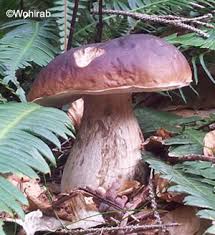 Aufgrund der unterschiedlichen arten ist die saison von steinpilzen relativ lang. Steinpilze Boletus