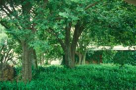 Image result for Celtis africana