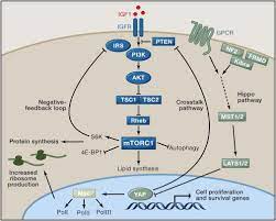 Maybe you would like to learn more about one of these? The Regulation Of Cell Size Cell