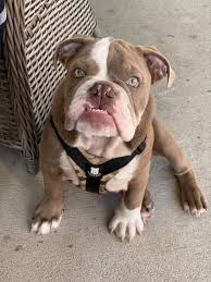 Shop recommended products from the great british bulldog product recommendations on amazon.co.uk. Victorian Bulldog Puppies Uk