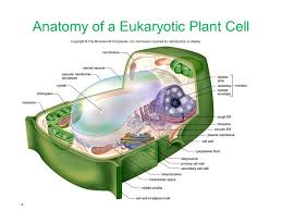 Is a plant cell simple or complex. Plant Cells The Body S Organization Each Level Represents A Different Compartment Cells Tissues Tissue Systems Organs Organelles Organism Ppt Download