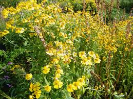 Image result for Helenium autumnale