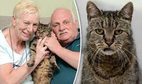 Meet The World S Oldest Cat Nutmeg The Grumpy Tabby Is Going Strong At 31 Years Old Nature News Express Co Uk