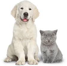 Maybe you would like to learn more about one of these? Home Peninsula Critter Care