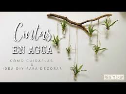 Decorar Con Plantas En Agua Cinta Tips Sobre Como Cuidarlas Youtube En 2020 Plantas En Agua Plantas Flores Pequenas