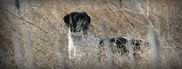 Make sure you understand and research all dog breeds you are looking to own before purchasing your german shorthaired pointer mix puppy from one of our reputable breeders. German Shorthaired Lab Mix Gsp Labrador Hybrid Hunting Dogs