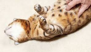 Cute and funny pets reacting when being tickled. Can Cats Be Ticklish Zooawesome