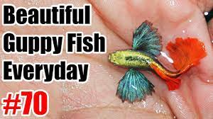 Is the guppy a fresh water or saltwater fish? Guppy Channel Beautiful Guppy Fish Everyday 70 Youtube