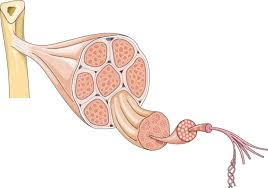 Tendon, tissue that attaches a muscle to other body parts, usually bones. Tendon Anatomy Servier Medical Art