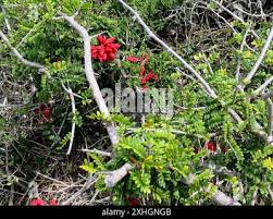 Image result for Schotia afra