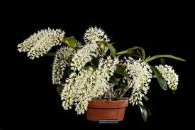 Image result for Dendrobium