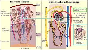Medizinfo Primarharn Und Glomerulare Filtrationsrate