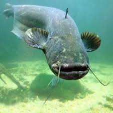 Underwater Photo Of The Catfish Silurus Glanis Wels Catfish Catfish Fish