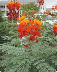 Mexican Bird Of Paradise Images Desert Encounters Plants Unusual Plants Birds Of Paradise Plant