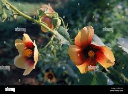 Image result for Abutilon hirtum