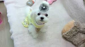 Not only because of their size but because they can get all the exercise they need indoors because of. Micro Teacup Maltese Puppies For Sale Youtube
