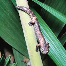 Image result for Alafia caudata