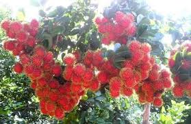 Gambar tidak hanya buah biji dan kulit rambutan ternyata punya banyak ini dipetik dari website kalau kamu mahu mendapatkan gambar mewarna buah rambutan ini apa yang anda semua boleh. Pokok Rambutan Jarum Mas Ni Berbuah Durian Monthong Tani ÙÙŠØ³Ø¨ÙˆÙƒ