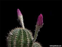 Resultado de imagem para flor se abrindo