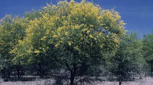 Image result for Acacia pilispina