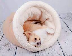 Check spelling or type a new query. Cave Dog Bed Burrow Bed Many Colors For Chihuahua Dachshund And Chinese Crested Dogs Snuggle Sack Pet Pizz Fleece Dog Bed Cave Dog Bed Dog Beds For Small Dogs