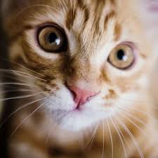 sarman kedi ozellikleri ve bakimi pet ihtiyac blog