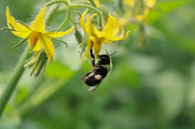 Image result for Bombus alpinus