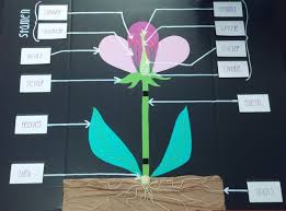 School Resources Science Flower Anatomy 3d Project Flower Anatomy Flower Science Parts Of A Flower