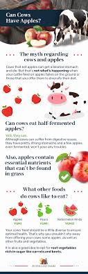 Sep 11, 2020 · fruits like oranges, grapefruit and bananas around 30 minutes whereas apple, pear, cherries, kiwi takes 40 minutes to digest. Can Cows Have Apples