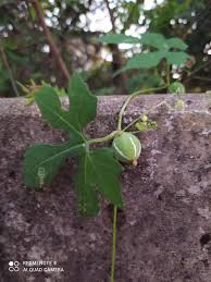 Image result for Diplocyclos