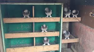 Yasli Guvercin Nasil Anlasilir How To Understand The Pigeons Are Old Youtube