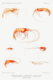 Shrimp Varieties Set Illustration From Resultats Des Campagnes Scientifiques By Albert I Prince Of Monaco 1848 1922 Ori Free Illustrations Shrimp Image Fun