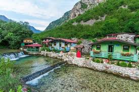 Image result for Culcasia ekongoloi