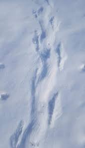 Check spelling or type a new query. Beyond Your Backyard The Porcupine Adapted For Survival Mj Independent