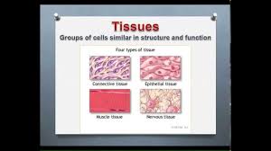 '1) cells of connective tissue. Lecture Introduction To Epithelial Connective Tissues Youtube